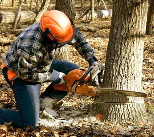 Tree Removal in Lamar, OK